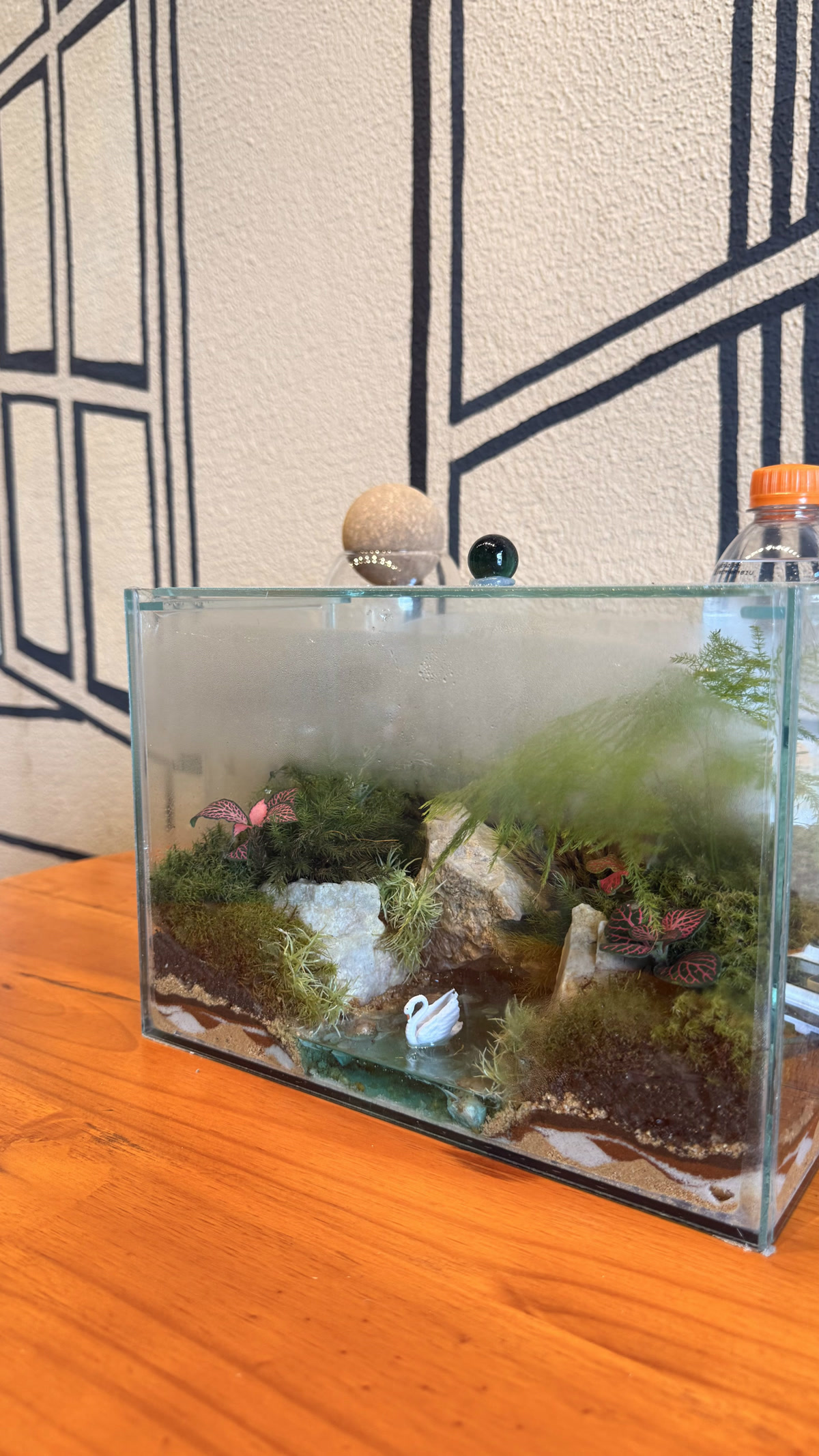 Terrário pronto em aquário de vidro